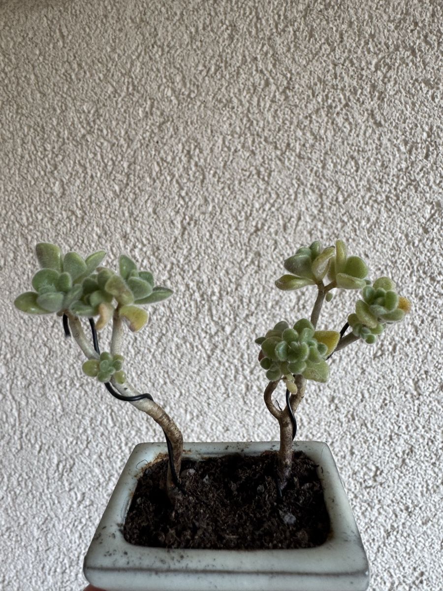 Piante & sementi: Micro Sukkulenten Bonsai – Usato da Rümlang venduto da Gruseh.ch 1