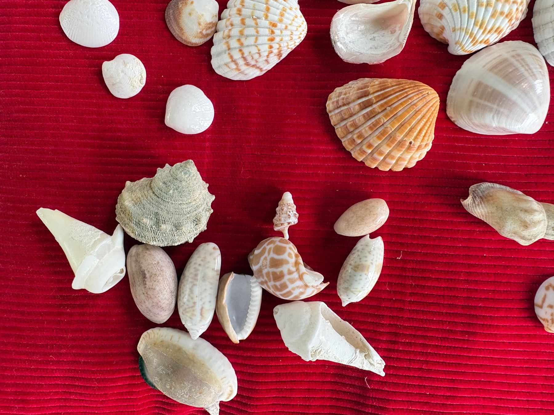Fossili: Ensemble de divers coquillages et éléments marins, décoratif – Usato da Crans  Montana venduto da proff 3