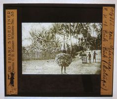 Glasdia Neuguinea / Matupi: Duk-Duk-Tänzer, um 1915