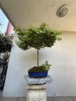 🍁 Acer palmatum 'Kiyohime' – eleganter Solitärbonsai 