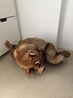 Präparierter Fuchs auf Holzteil guter Zustand