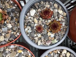 Sempervivum (Winterhart)