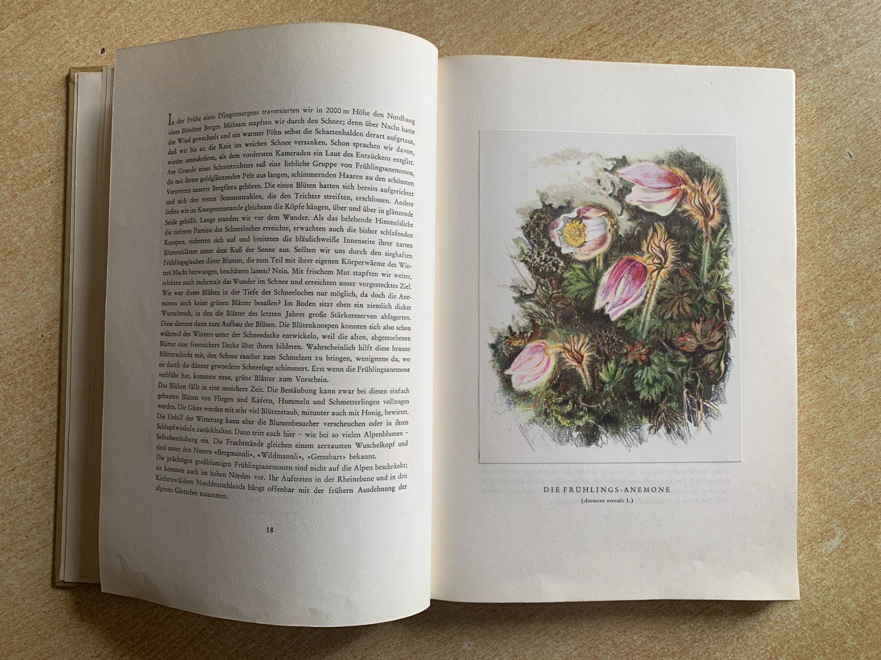 Libri: Buch "Bergblumen der Heimat" – Usato da Flums venduto da finn1975 3