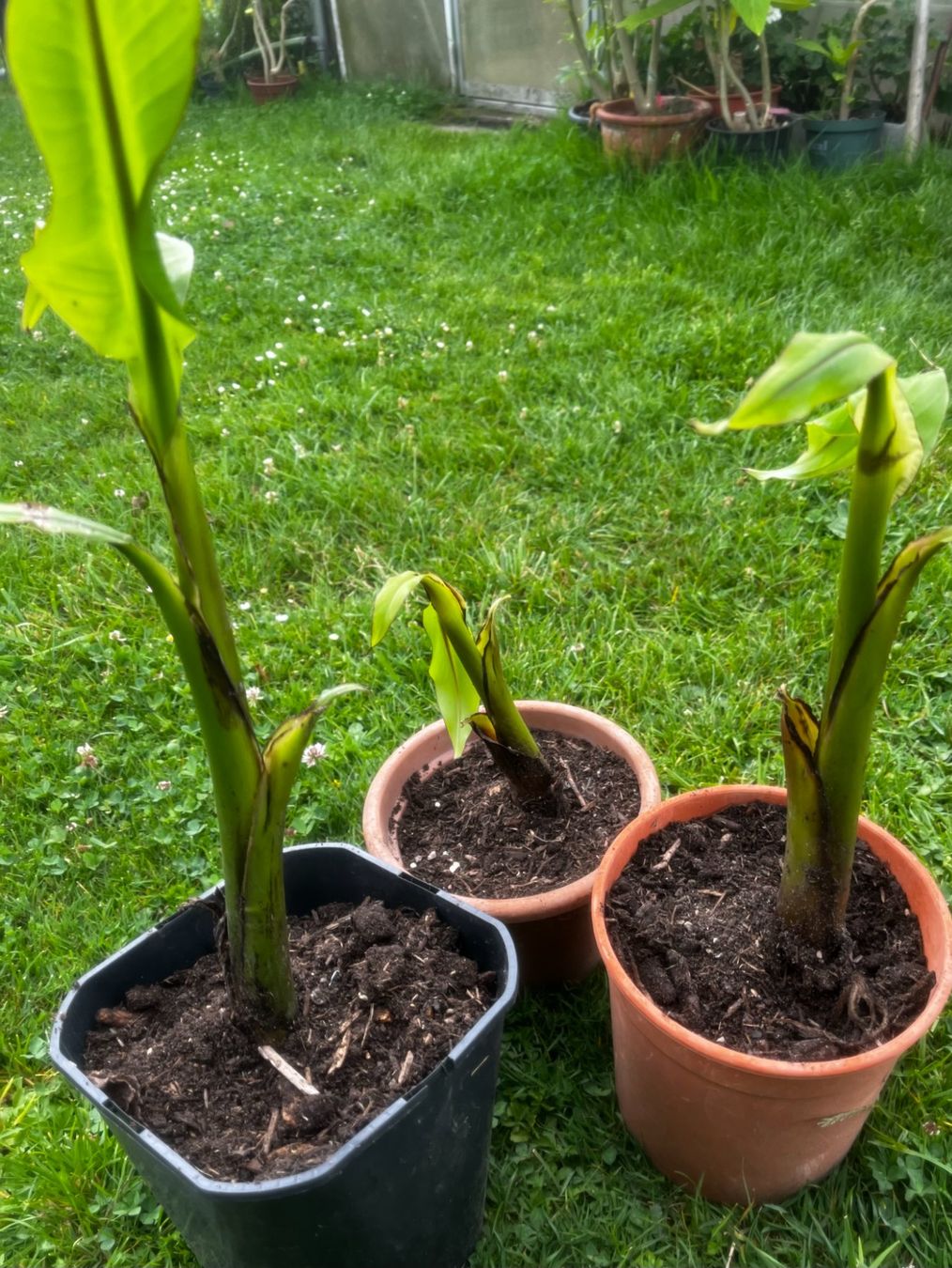 Piante & sementi: Bananen Jungpflanzen – Nuovo (secondo la descrizione) da Vinelz venduto da Wellensittich55 2