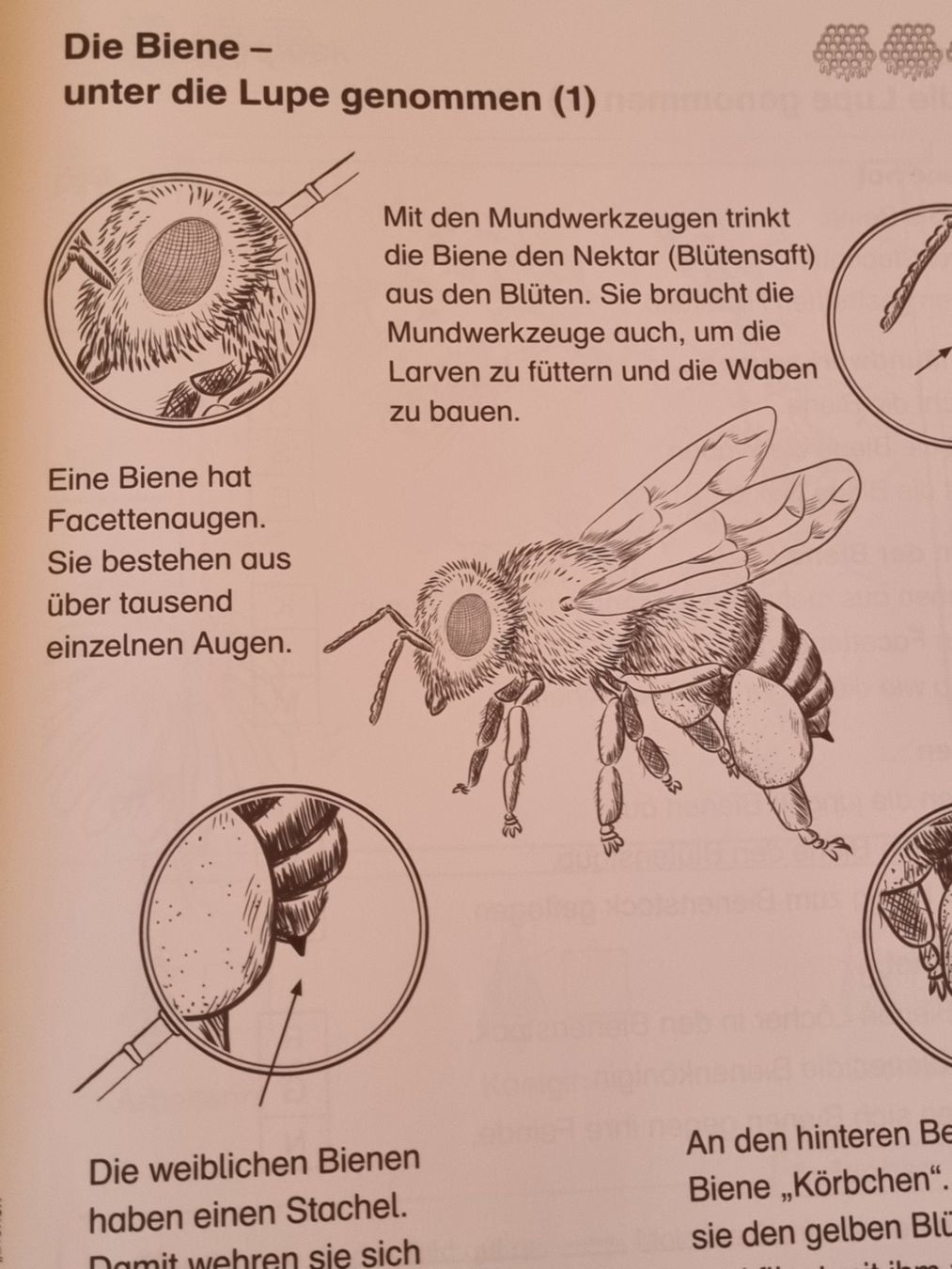 Riviste & Magazine: Themenheft Bienen 1./2. Klasse – Usato da Weite venduto da Nur63 4