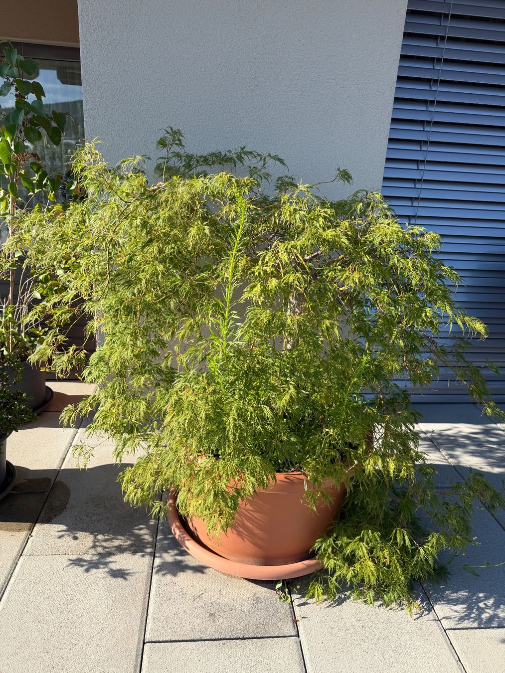 Piante & sementi: Japanischer Ahornbaum – Usato da Ehrendingen venduto da Nr.7