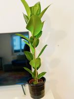 Ficus Elastica Pflanze mit schwarzem Topf