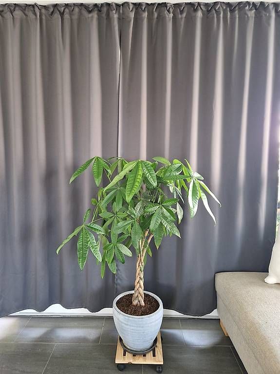 Glckskastanie Pachira aquatica XLL - 150-160 cm hoch (Gebraucht) in  Dbendorf fr CHF 110  nur Abholung auf Ricardo kaufen