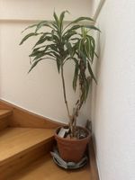 Zimmerpflanze Dracaena Janet Craig Grösse 120cm