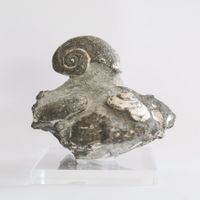 Schnecke und Muschel - Fossil - St. Gallen - Schweiz