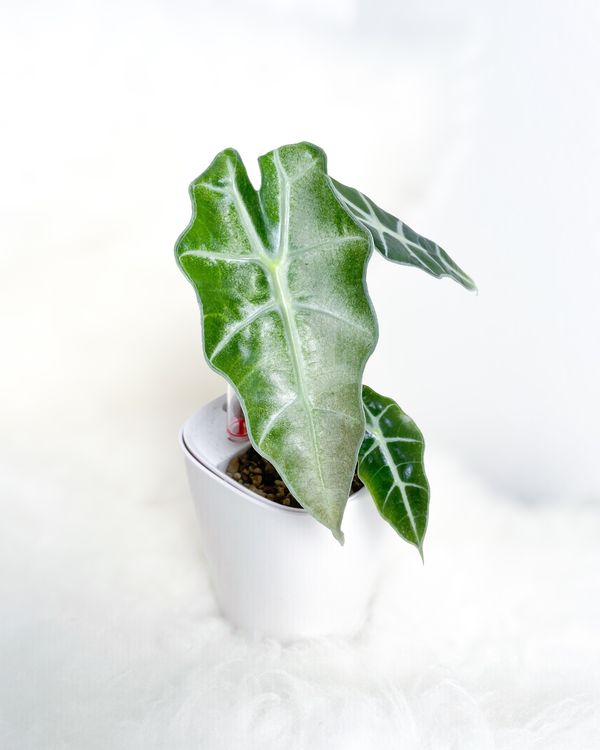 Alocasia Polly Pink Variegata Kaufen auf Ricardo