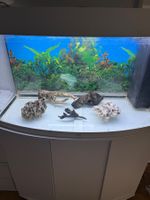 JUWEL Vision 180 Aquarium – ab CHF 1.–!