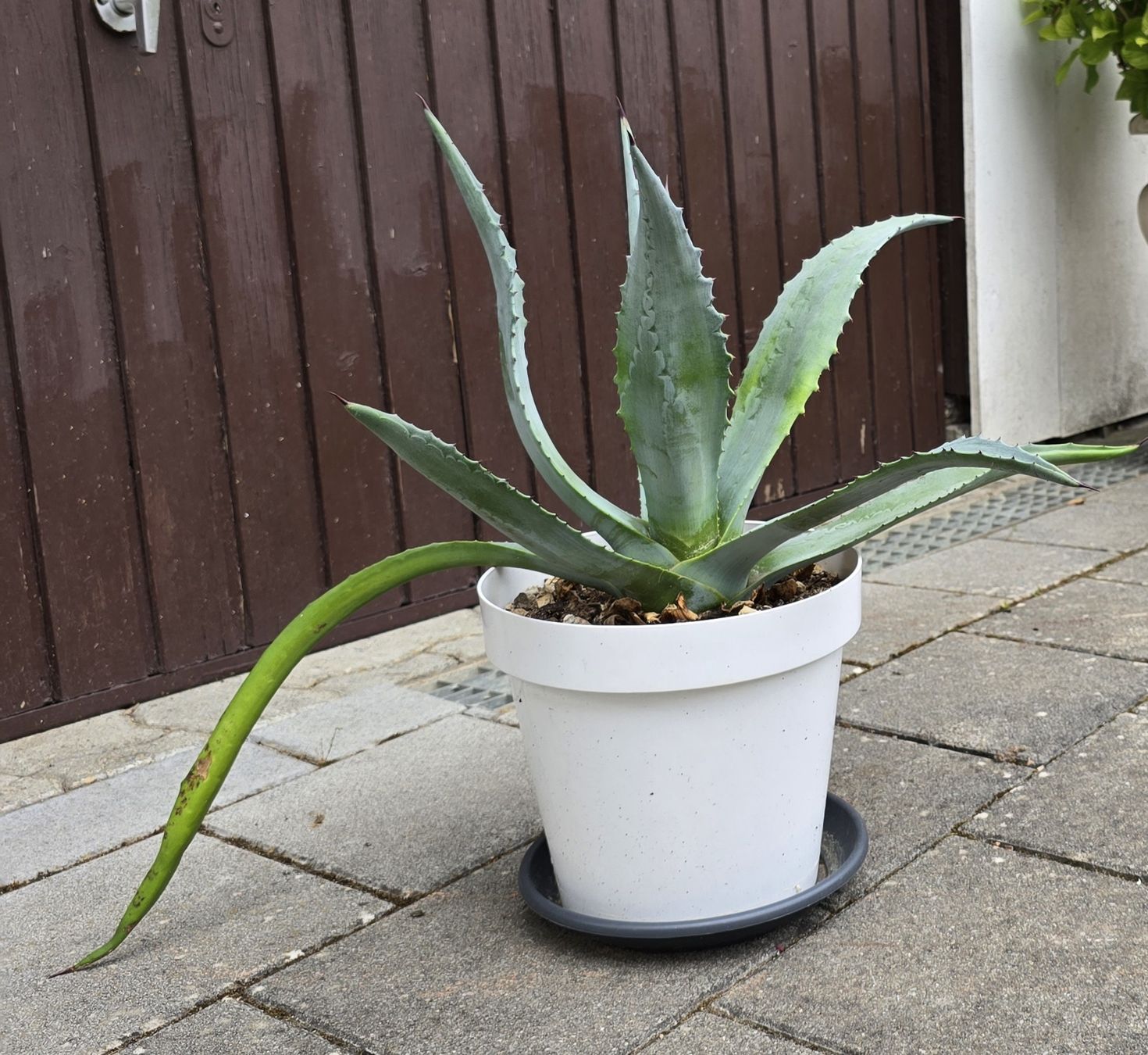 Piante & sementi: Agave American  – Nuovo (secondo la descrizione) da Aarburg venduto da popkorn65 1