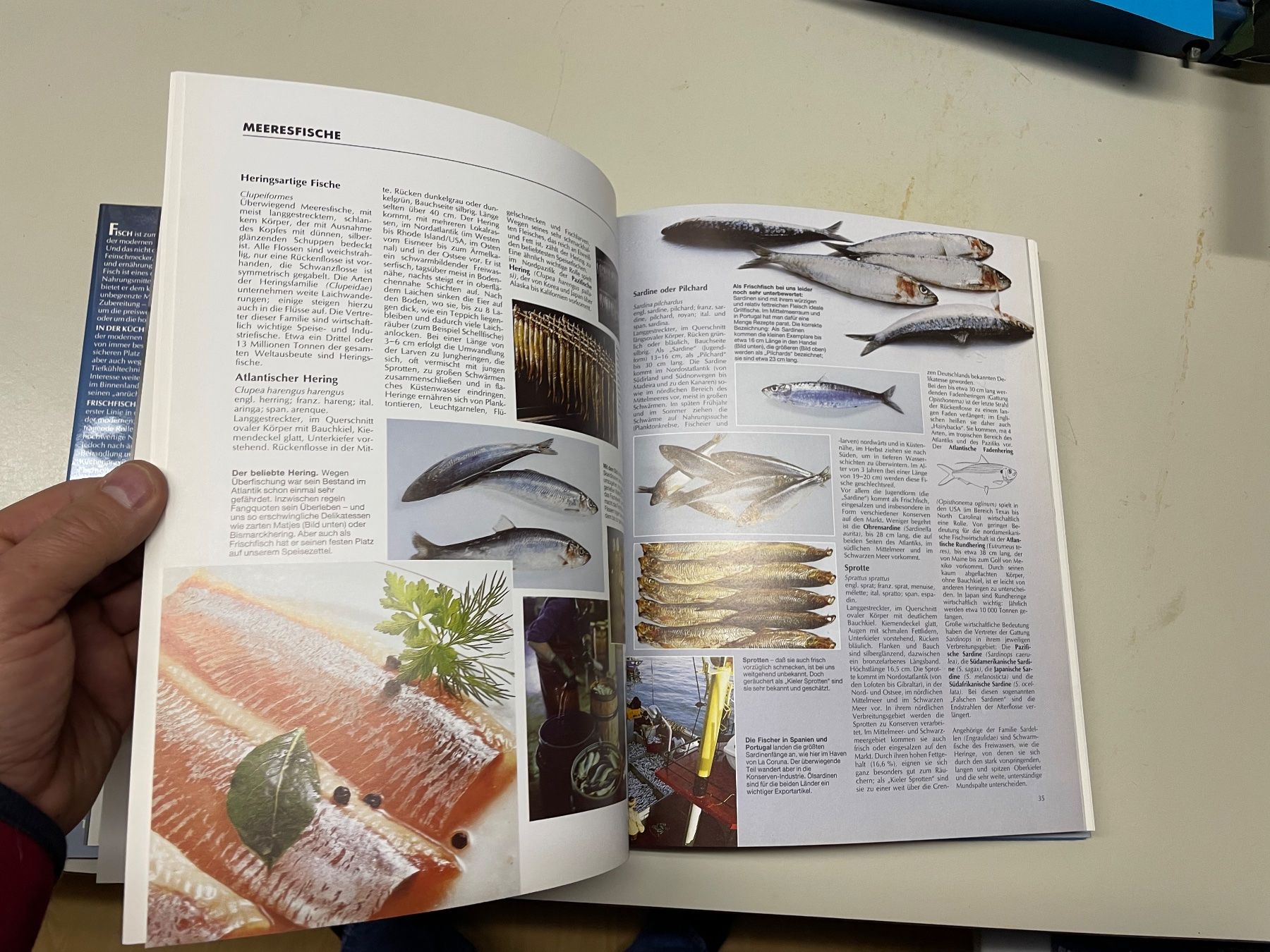 Libri: Tolles Fischbuch neuwertig – Nuovo e nell'imballaggio originale da Winterthur venduto da sportdisco2 9