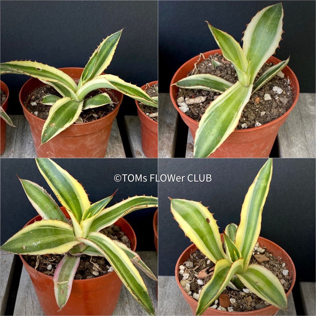 Piante & sementi: Agave Lophantha Variegata Quadricolor - top robust – Nuovo e nell'imballaggio originale da Adliswil venduto da astom369 3