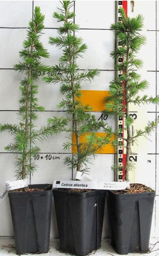 Piante & sementi: Cedrus l. atlantica - Atlaszeder – Usato da Uerkheim venduto da Justi.y