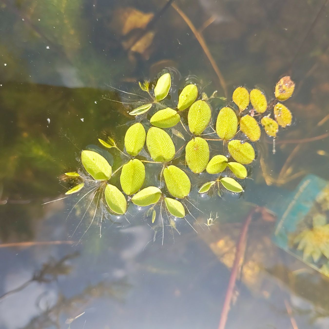 Plantes & graines: Schwimmfarn – Neuf (Voir description) à Bösingen par JaneZXR