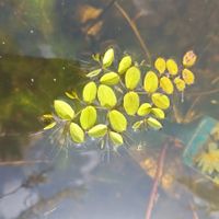 Schwimmfarn