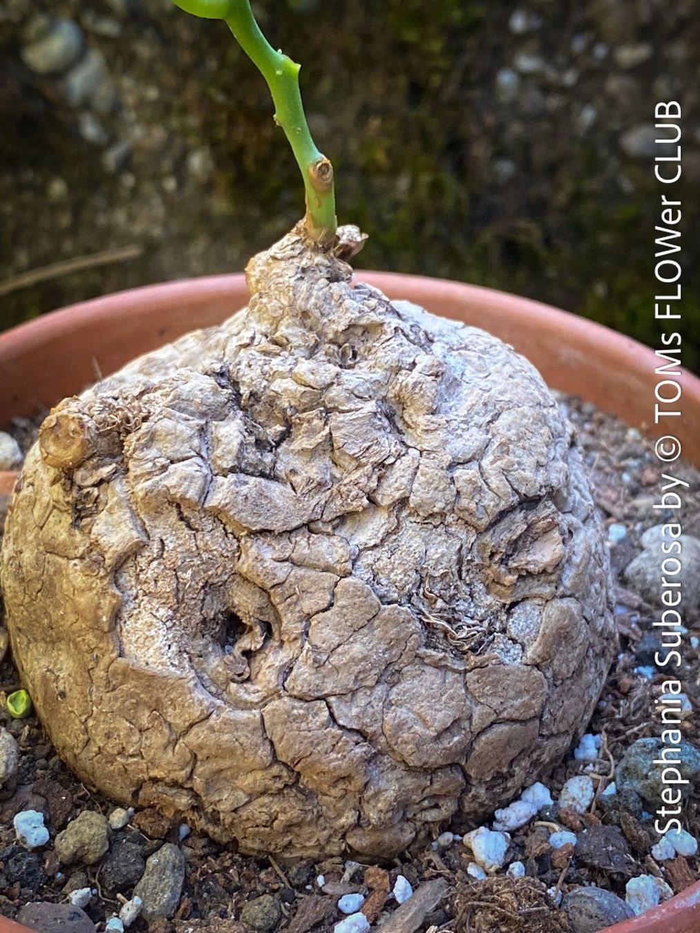 Piante & sementi: Stephania Suberosa - eine einzigartige Caudex-Pflanze – Nuovo e nell'imballaggio originale da Adliswil venduto da TAKEYOURPLANT 2