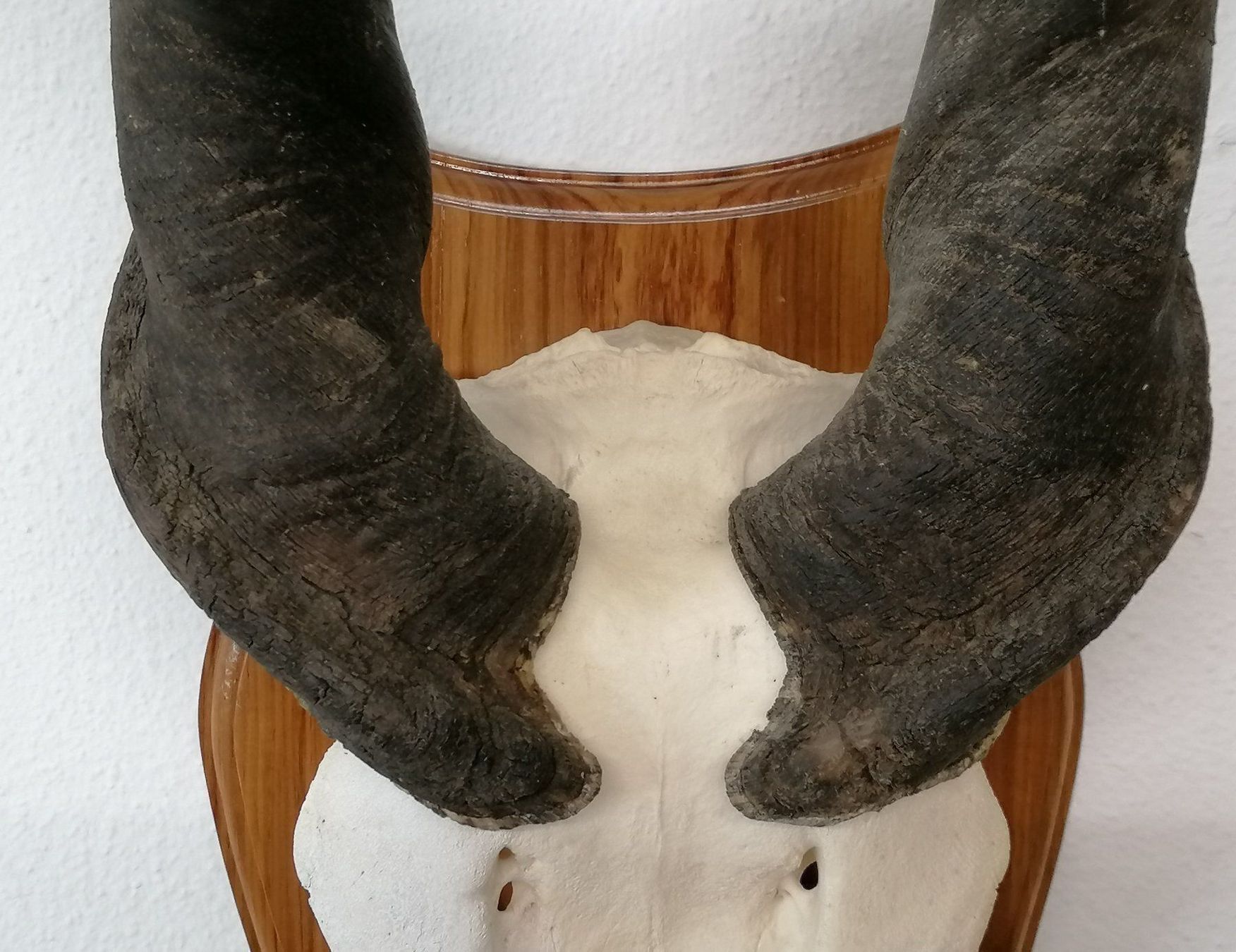 Altre raccolte & rarità: Elan Elanantilope Eland Geweih Trophäe – Usato da Reinach BL venduto da fliegenrolli 4