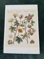 AK botanische Illustration Natur Kunstkarte