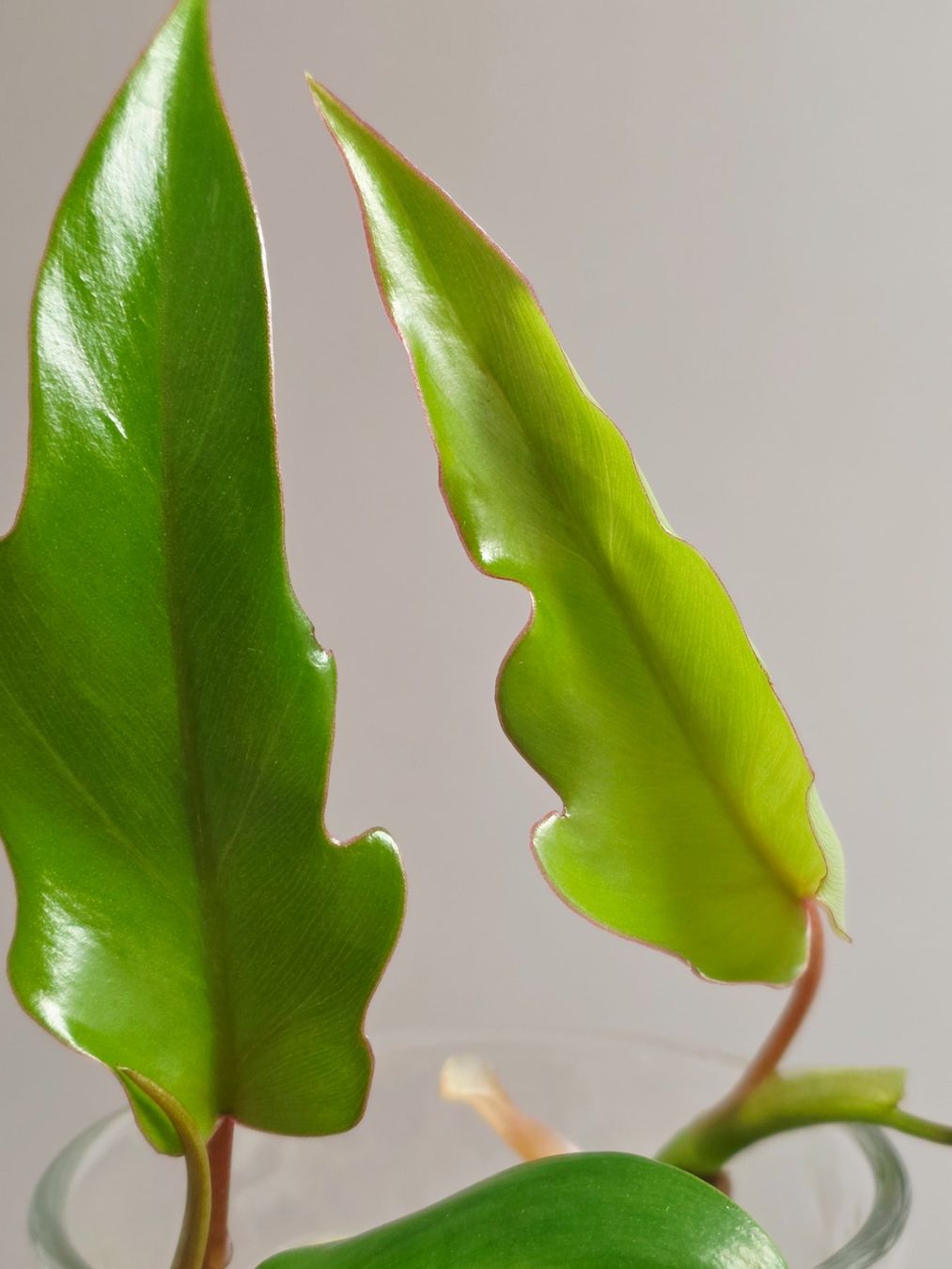 Plantes & graines: Philodendron mayoi Steckling – Neuf (Voir description) à Gerolfingen par Azora 1