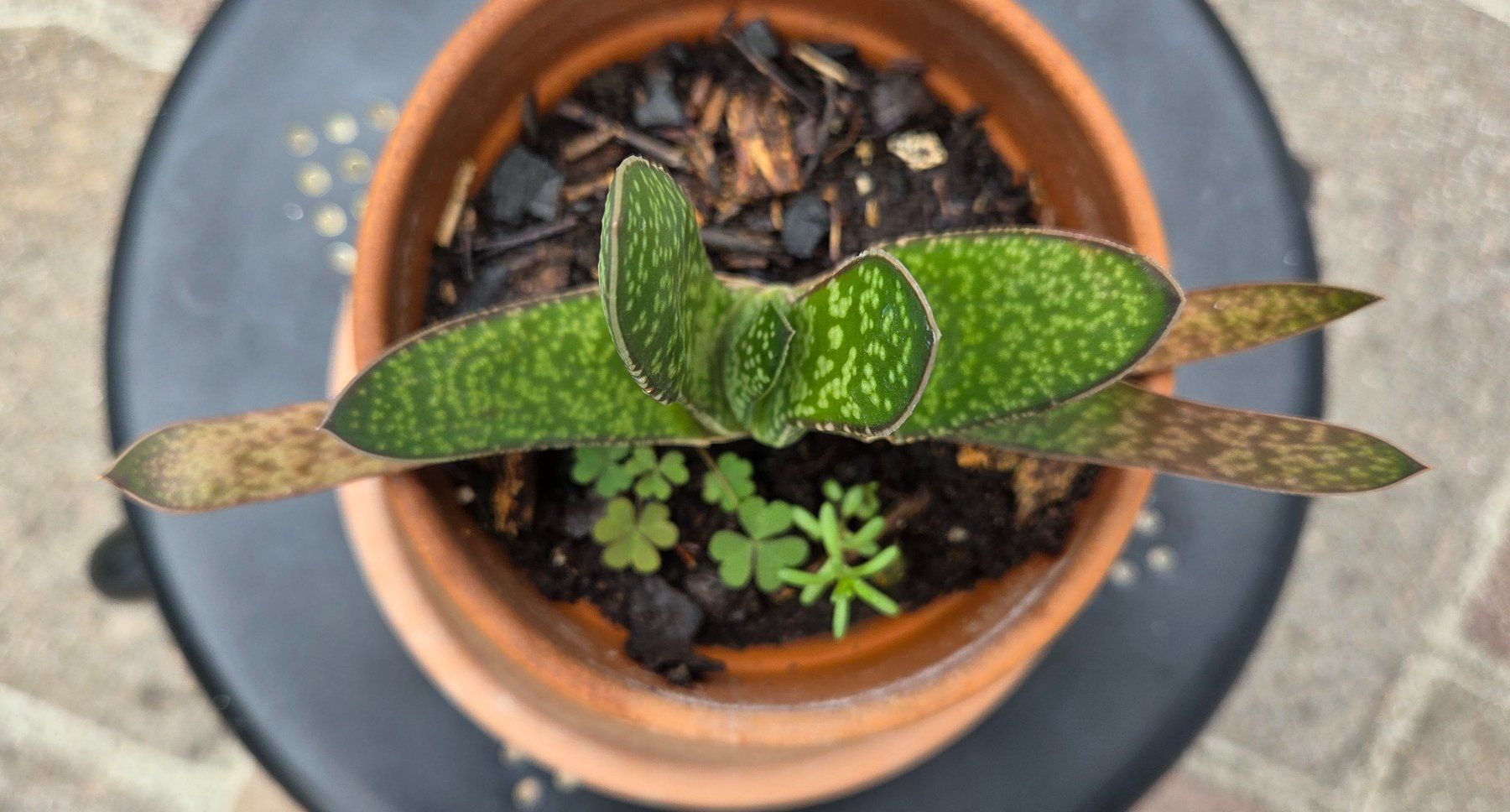 Pflanzen & Samen: Aloe Vera, kein Kaktus – Gebraucht aus Würenlos von Browni01 1