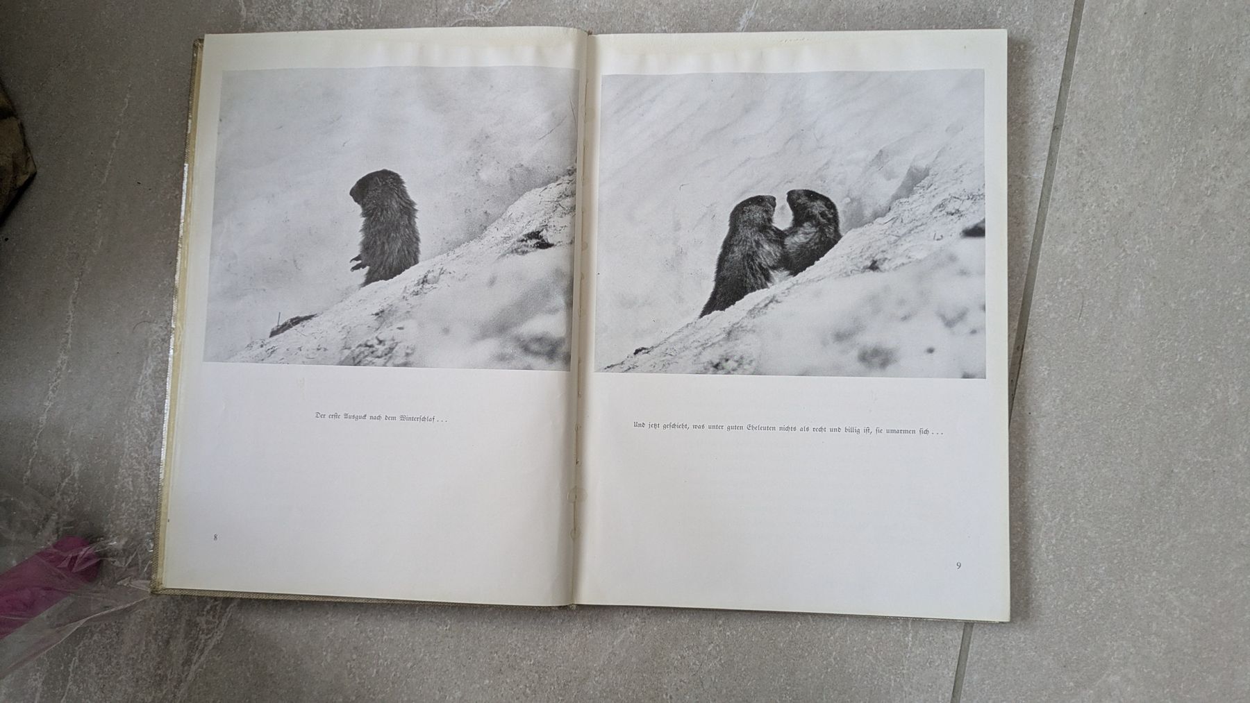 Libri: altes Buch "Herrliche Alpentiere", 1939 – Usato da Rottenschwil venduto da chnoblipress 2
