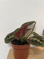 Maranta leuconeura Zimmerpflanze im Topf gesund