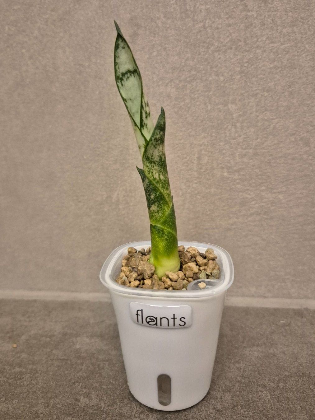 Pflanzen & Samen: 🌿Sansevieria🌿 – Neu (gemäss Beschreibung) aus Dürrenäsch von Tina_2023