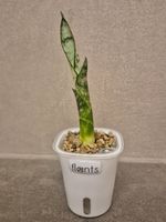 🌿Sansevieria🌿