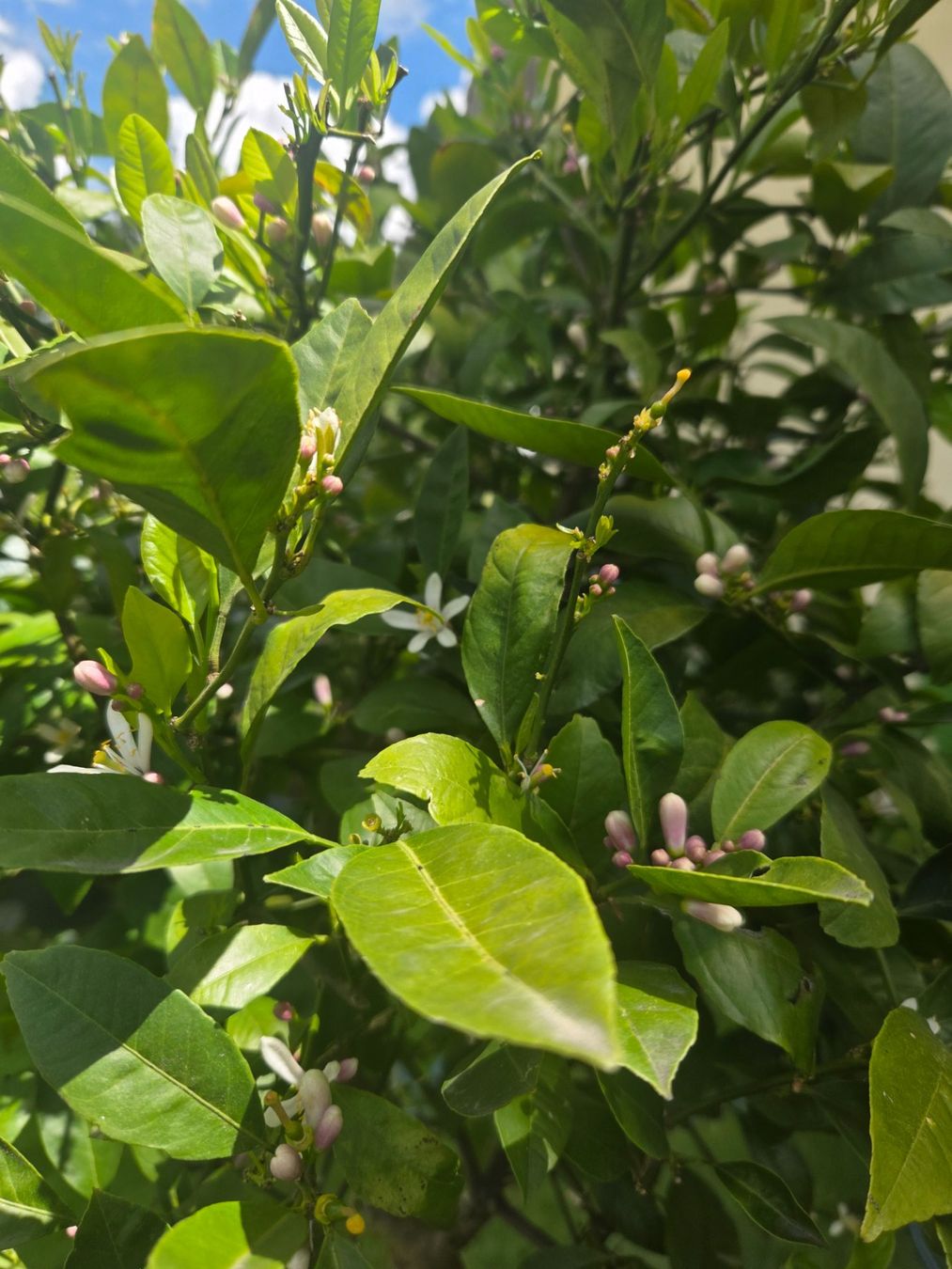 Plantes & graines: zitrus mandarine baum 1m80 mit blüte – D'occasion à Unterlunkhofen par tomnova 4