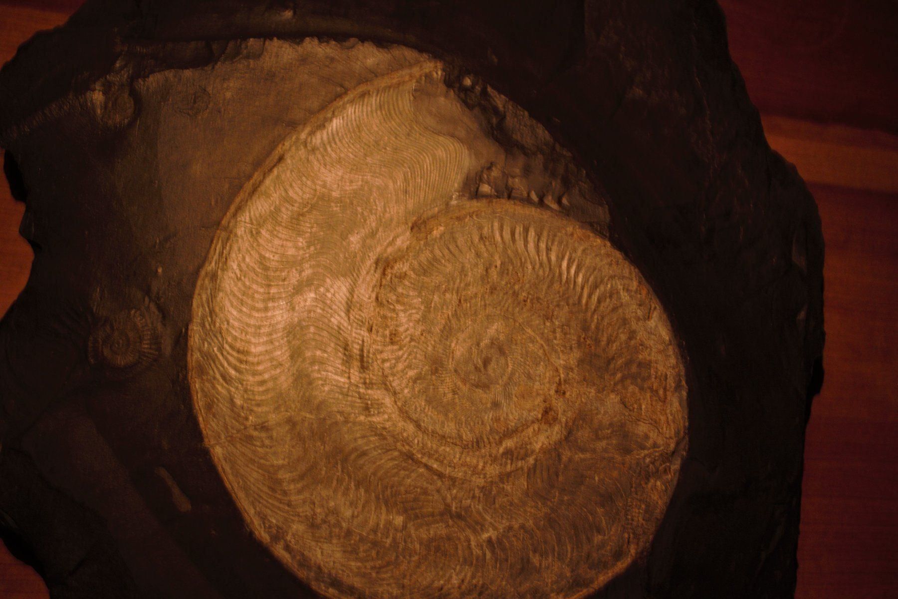 Fossili: Grosser Ammonit in Schiefer. – Nuovo (secondo la descrizione) da Besenbüren venduto da teluride89 3