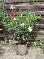 Oleander Tricolor