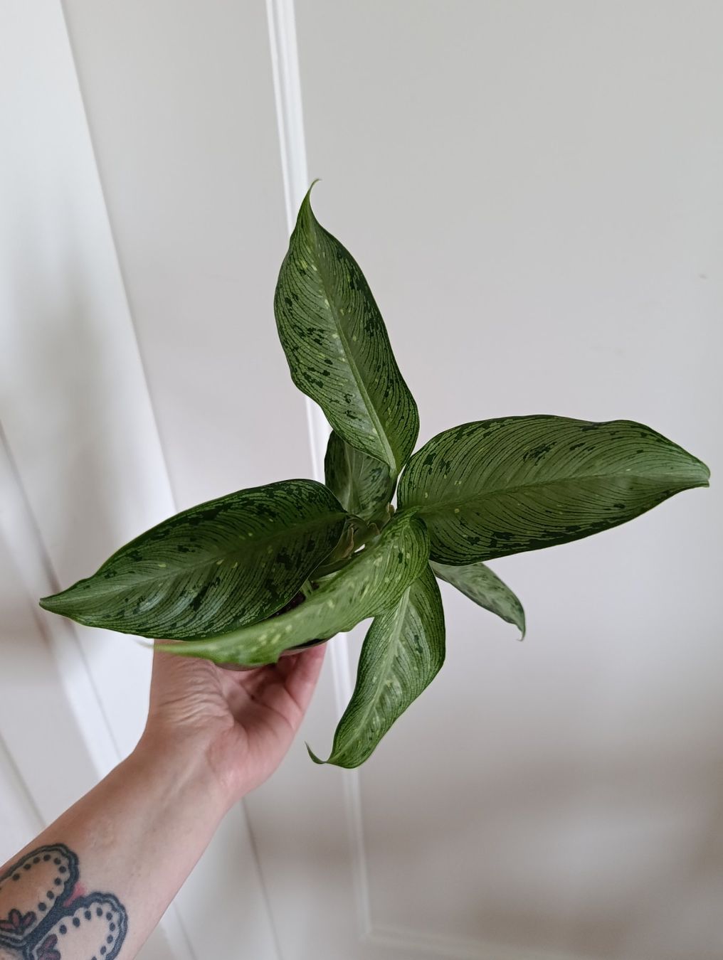 Plantes & graines: Dieffenbachia Snow – D'occasion à Baar par L.isa28 1