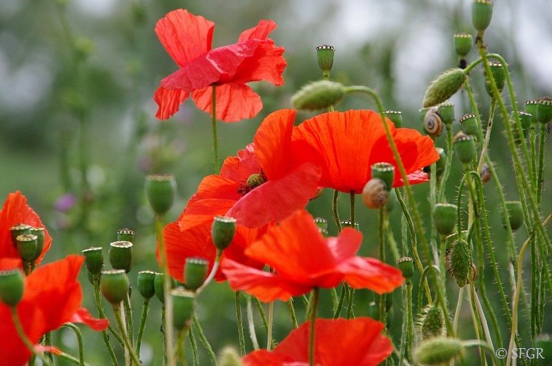 Pflanzen & Samen: 1000 Samen KLATSCHMOHN – Neu (gemäss Beschreibung) aus Ehrendingen von VerveinaSamen 4