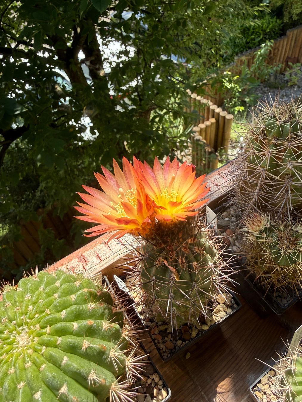 Piante & sementi: Pyrrhocactus andreanus AW 283 – Usato da Rorbas venduto da SimS0n