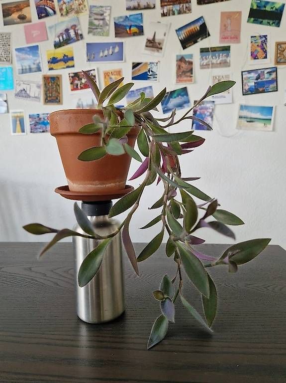 Piante & sementi: Tradescantia pallida – Usato da Dübendorf venduto da Olenaaa 2