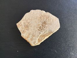 Sandfarbener Fossil-Stein mit Gräsern