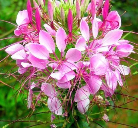 Pflanzen & Samen: 50 Samen Seltene Spinnenblume ROSE QUEEN – Neu und originalverpackt aus Rovio von POSITIFFARTandPLANTS 7
