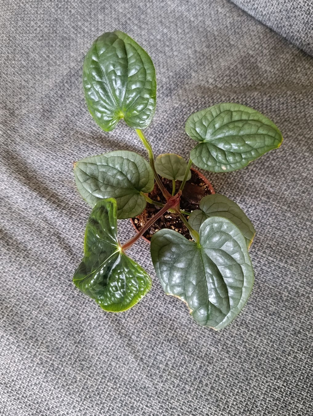 Piante & sementi: Anthurium Luxurians – Nuovo (secondo la descrizione) da Baar venduto da L.isa28 1