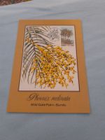 Carte postale ancienne - Palmier dattier sauvage - Isundu!