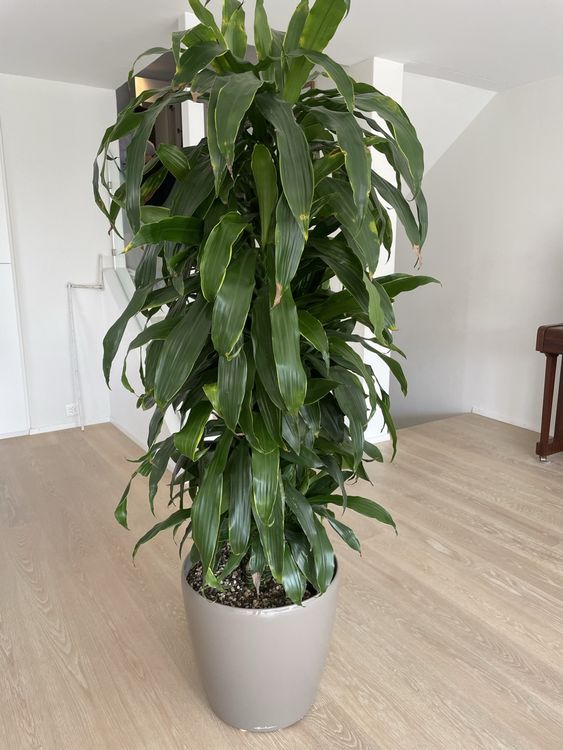Drachenbaum 160cm in Lechuza (Gebraucht) in Mnnedorf fr CHF 90  nur  Abholung auf Ricardo kaufen