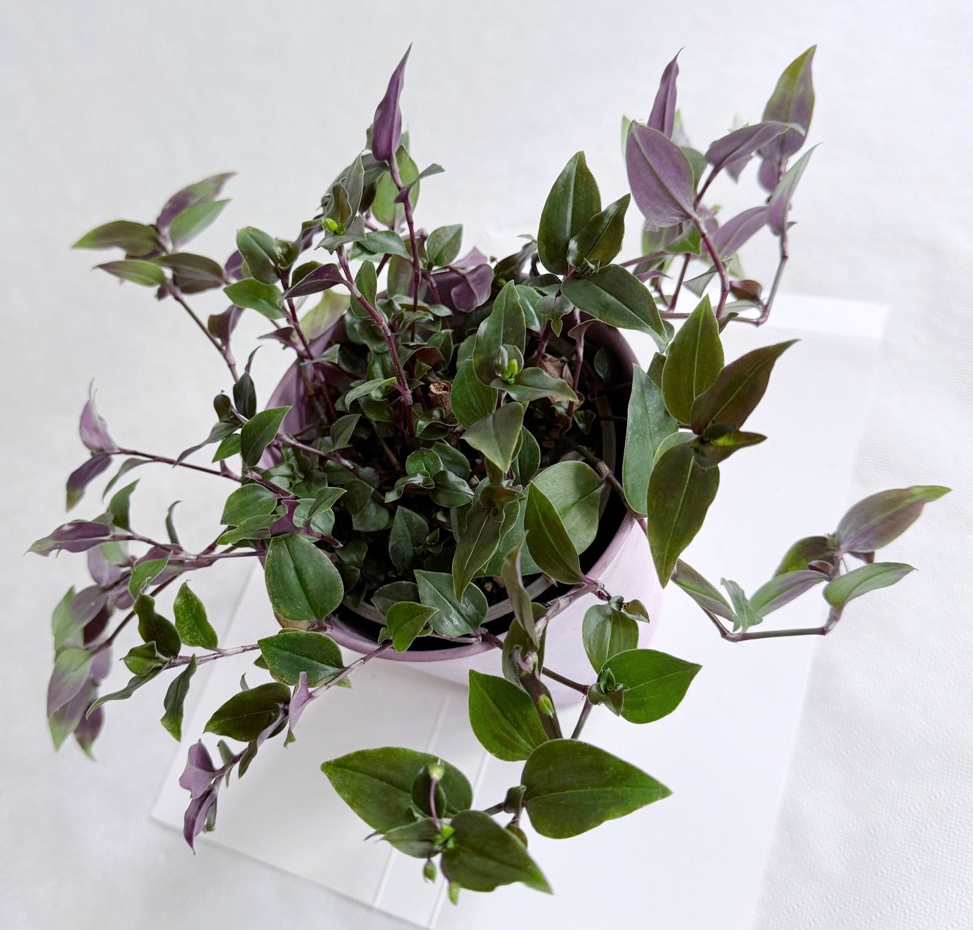 Piante & sementi: Tradescantia*Green Hill***** – Nuovo (secondo la descrizione) da Dübendorf venduto da Orchid18 2
