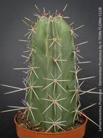 Lemaireocereus Pruinosus - als Pitayo de Octubre bekannt