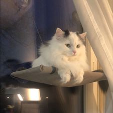 Profile image of Benizeth