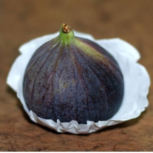 Pflanzen & Samen: Figuier rustique 2x Violette de Sollies – Neu (gemäss Beschreibung) aus Bremblens von FIBONACCI369 2
