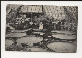 AK 1906 Basel Botanischer Garten Victoria regia 😍 RAR