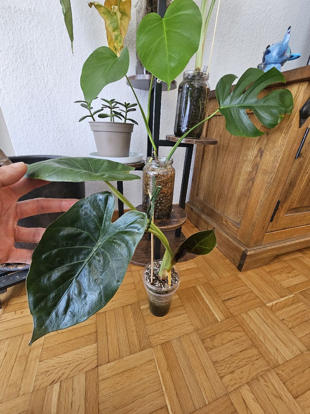 Pflanzen & Samen: Alocasia Wentii  – Neu (gemäss Beschreibung) aus Utzenstorf von Dac_mk
