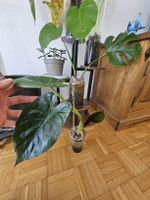 Alocasia Wentii 